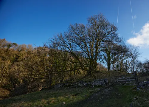 This landscape photograph was taken in the early afternoon during winter along the Monsal Trail in Derbyshire, England, which is part of the Peak District, United Kingdom. The main subject of the image is a prominent Chee Dale winter tree located in the foreground, its bare branches covered in patches of moss and reaching skywards, typical of the season. The scene also features several other trees set against a clear blue sky with visible aircraft contrails, indicating the crispness of the winter weather. A traditional dry stone wall and a wooden gate can be seen running alongside a grassy path at the edge of the photograph, while the wooded hills in the background highlight the undulating terrain characteristic of the area. The absence of foliage on the trees and the low-angled sunlight further reflect the winter time in this part of the Peak District.